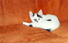 The sweetest kitten ever.