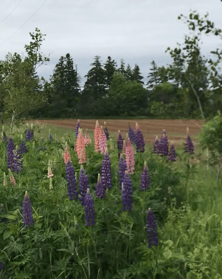 lupines