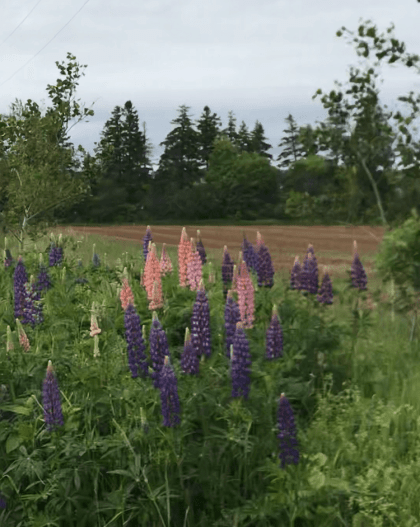 lupines