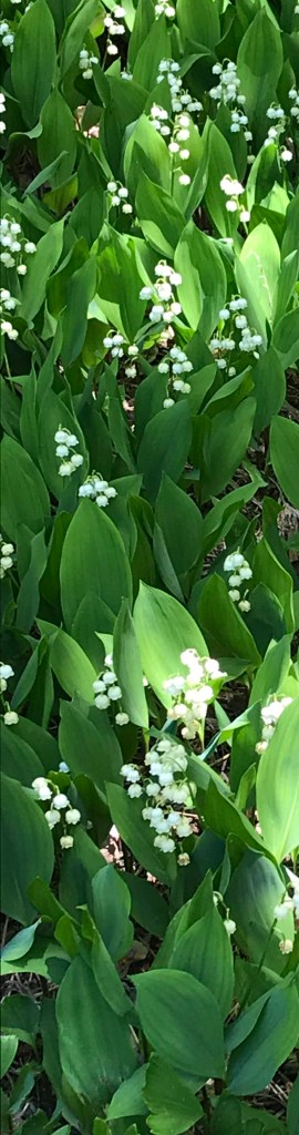 lily of the valley